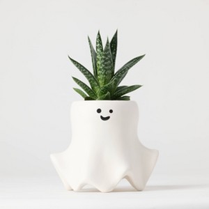 Halloween Ghastly Live Houseplant - Good Little Garden™ - 1 of 4