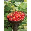Burpee Tomato Tasty Treat: Full Sun Annual Vegetable Seeds, 65 Days to Maturity, 24-12" Plant Height - 2 of 3