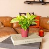 Live 4" Golden Pathos Potted Houseplant - 2 of 3