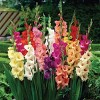 Van Zyverden 5ct Gladiolus Large Flowering Rainbow Mixed Bulbs - 2 of 4