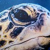 Moda at Home Sea Turtle Shower Curtain Blue/Gold : Microfiber, Machine Washable, Non-Slip Backing - 2 of 3