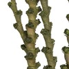Vickerman Ladder Branches, Dried - 3 of 4