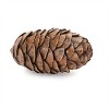 Pine Cone Decor (Set of 12) - 3 of 3