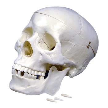 Supertek Plastic Human Skull Model