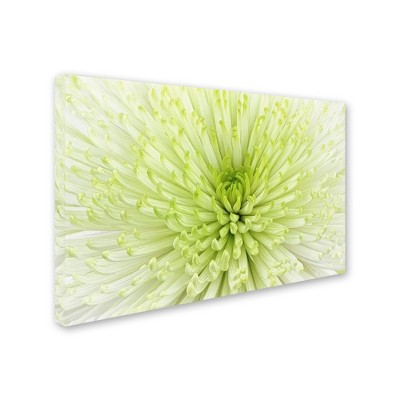 Trademark Fine Art - Cora Niele Lime Light Spider Mum Matted Framed Art
