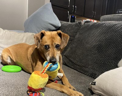 Hasbro Plush Rope Playdoh Cans Dog Toy - Yellow - 18 : Target