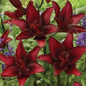 Van Zyverden 8ct Bulbs Lilies Black List - 1 of 4