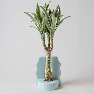 Savvy Blue - Good Little Garden™