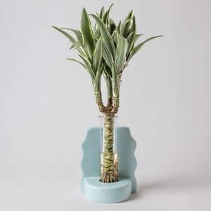 Savvy Blue - Good Little Garden™ - 1 of 4