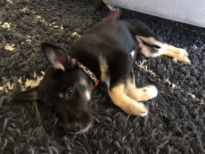 9'x12' Diamond Patterned Shag Woven Area Rug Black - Project 62™ : Target