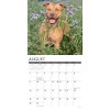 Willow Creek Press 12"x12" 2026 American Pit Bull Terriers Wall Calendar - 3 of 4