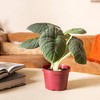 Live 6" Alocasia Maharani Potted Houseplant - 2 of 3