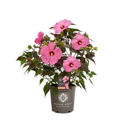 Bloomeables Hibiscus Head Over Heels Adore Pink - National Plant Network
