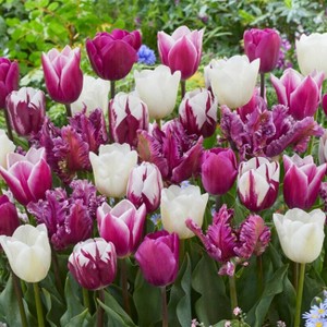 Van Zyverden 25ct Bulbs Tulips Extended Bloom Elegance Mixture - 1 of 4