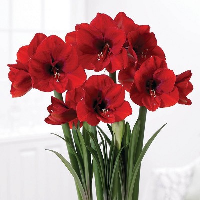 Boxed Gift Kit Amaryllis Red Lion - Van Zyverden