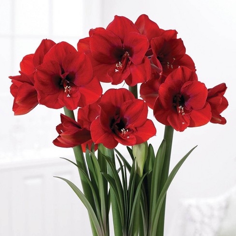 Boxed Gift Kit Amaryllis Red Lion Van Zyverden Target
