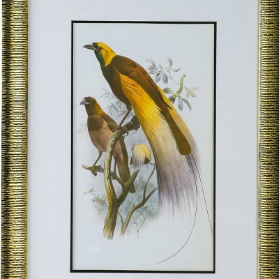 Set of 2 Colorful Bird Prints with Gold Frames