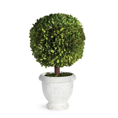 Plum & Post Boxwood Single 11" Ball Topiary In Pot