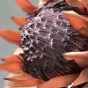 Sullivans Artificial Dried Protea Stem 26"H - 2 of 3