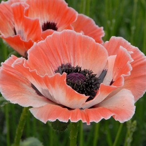 Van Zyverden 3ct Roots Poppies Carnival - 1 of 4