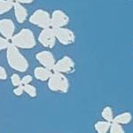 White Butterflies/Blue Floral/White Text