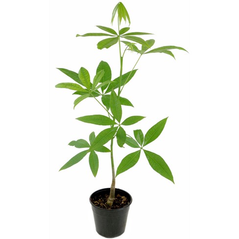 Money Tree 1pc U S D A Hardiness Zones 10 11 Cottage Hill 2 5qt - money tree 1pc u s d a hardiness zones 10 11 cottage hill 2 5qt target