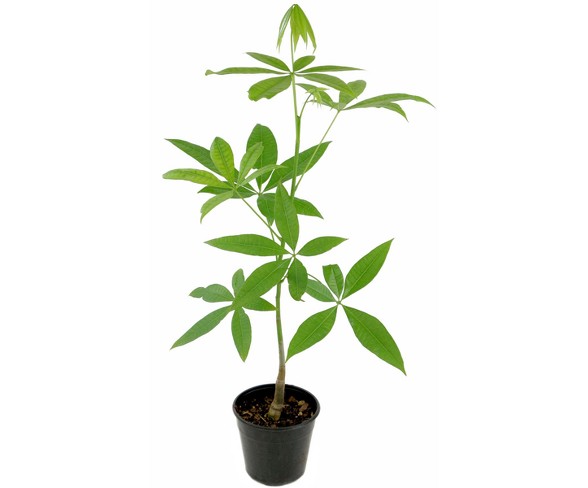 Money Tree 1pc U.S.D.A. Hardiness Zones 10-11 Cottage Hill 2.5qt
