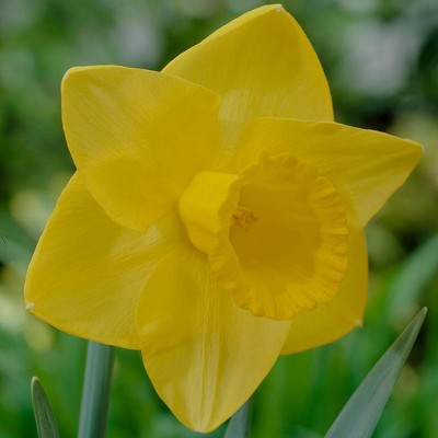 12ct Daffodils Goldfinger Bulbs - Van Zyverden