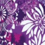 rich violet blooming