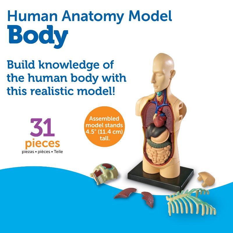 Learning Resources Human Body Anatomy Model, Ages 8+, 5 of 7