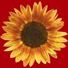 Junior's Design By Humans Sunflower By Maryedenoa T-Shirt - 2 of 3