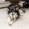 Mighty Paw Chicken Feet Dog Treats | 100% Natural, 30 Pack, Single Ingredient - 3 of 4