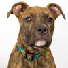 Country Brook Petz Deluxe Dog Collar - Groovy Collection - 2 of 4