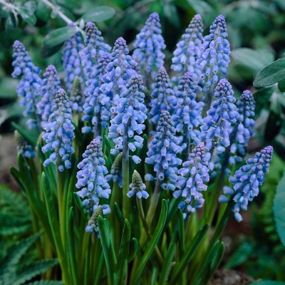 Van Zyverden 10ct Bulbs Muscari Grape Hyacinths : Target