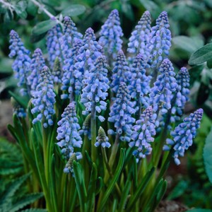 Van Zyverden 10ct Bulbs Muscari Grape Hyacinths - 1 of 4