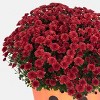 12" Mumkin Plant - Good Little Garden™ - 2 of 4