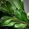 Sullivans Artificial 30" Green Pittosporum Spray - 2 of 2