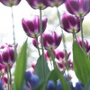 Set of 12  Arabian Mystery Tulip Bulbs - Van Zyverden - 3 of 4