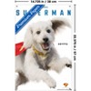 Trends International DC Comics Superman (2025) - Krypto Feature Series Unframed Wall Poster Prints - 3 of 4