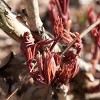 Van Zyverden Peonies Sarah Bernhardt Economy Sized Root - 2 of 4