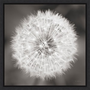 Amanti Art Dandelion Seedhead by Alan Majchrowicz Framed Canvas Wall Art - 1 of 4