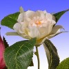 National Tree Company 72" Rose and Hydrangea Garland - 3 of 4