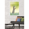 Trends International The Comedy Wildlife Photography Awards: Perdita Petzl - Conducting Framed Wall Poster Prints - 2 of 4