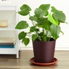 Juvale 8-Pack Round Plastic Plant Saucer Drip Trays, Terracotta Flower Pot Saucers, Dish for Garden, Potted Plants, Home, Patio, Planter Base, 12-inch - 2 of 4