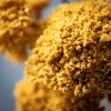 Sullivans 26" Artificial Mustard Yellow Yarrow Bunch - 2 of 4