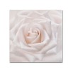 Trademark Fine Art -Cora Niele 'Soft White Rose' Canvas Art - 2 of 3