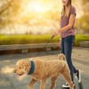 Nite Ize Raddog All-in-One Collar and Leash Combo - Dog Collar with Built-in Retractable Leash - 3 of 4