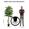 Cypress & Alabaster | Black Olive Tree In Growers Pot - 4 of 4