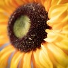38"H Sullivans Yellow Triple Sunflower Spray, Yellow - 2 of 2