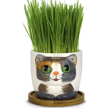 Window Garden 4.25" x 4.5" Kitty Pot Planter with Wheatgrass Seeds, Soil and Drainage Hole - Barney